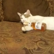 Drunk Cat