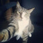 I NEED CAT LOVER GF