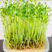 随风摇晃小豆苗