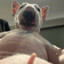 i&#039;m not a pooper, i hoper