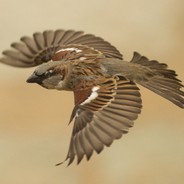 SPARROW