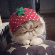 这是计划的一部分