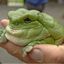 The Fat Frog