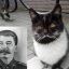 Stalin Cat