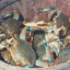 crab in bucket