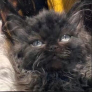 翻斗花园牛爷爷