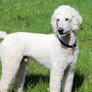 The Dangerous Poodle