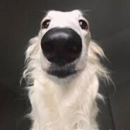 bozoi