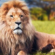 Lion[bR]