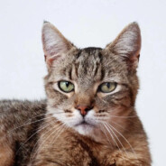 BENJE-CasinoRoyale-TeamUK