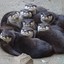 [ACT] OtterGroup