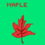 Maple