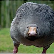 GoosE - steam id 76561197971054866