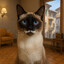 Gato de Bigode
