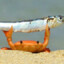 Dr. Fish
