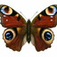 Efektowny MOTYL