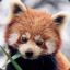 Red Panda