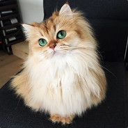 Кот Матроскин - steam id 76561197961192153
