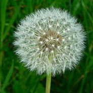 dandelion - steam id 76561197964515270