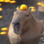 Capybara