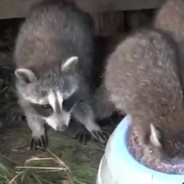 妈呀，宝藏男孩。