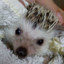 Txarlie