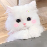 变成借来的猫咪