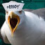 Stevegull