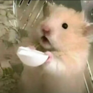 番茄关我偷妈头什么事