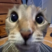 Neelo