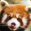 Red_Panda?