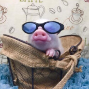 你的鼻子有两个孔