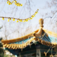 恍惚交错落花雨