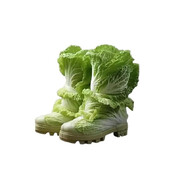 капустаходы