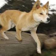 XrayKK Dingo - steam id 76561198973468933