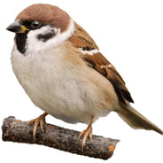 Воробушек avatar