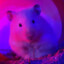 Neon Gerbil Evangelion