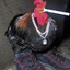 cool cock's avatar