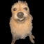 Very Handsome Dog