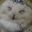 Fluffy Owl