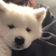 不许人间见白头