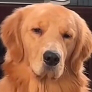 槐序蝉鸣入深巷