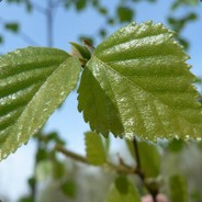 Birch