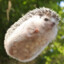 Flying Hedgehog