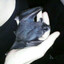 vampir