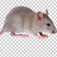 Rat Supremacist