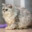 Dosha Steam avatar