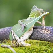 Prickskytten Peter