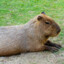 capybara CAPY