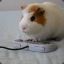 The Gaming Hamster